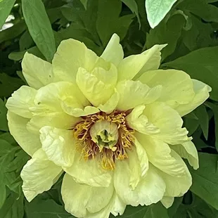 There weren't many good peony blossoms left, but this ray of sunshine was hidden way down at the bottom of one of the plants.