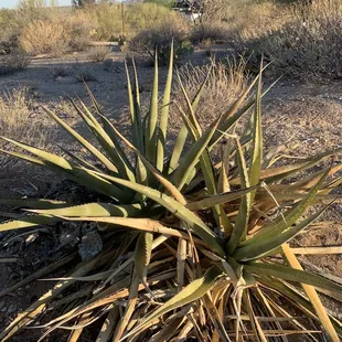Linda vista trail