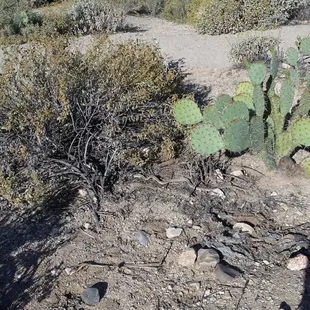 I saw this guy right at the trail head.