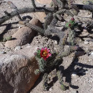 The desert is still in bloom!