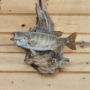  fish mounted on a piece of driftwood