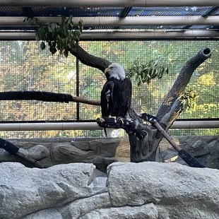Bald eagle