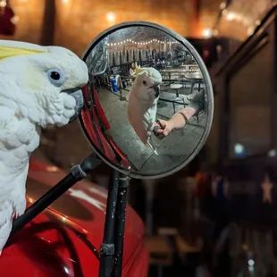 Bird friendly (Simon)