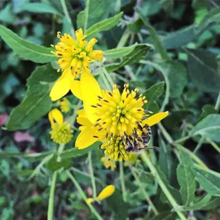 Little friend working hard.