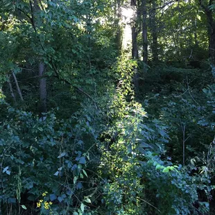 Tree canopy along the trail