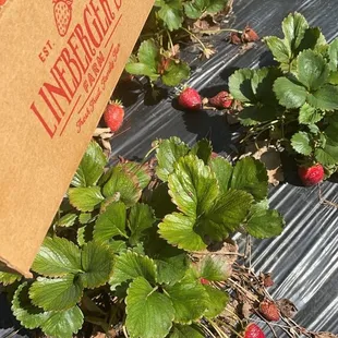 Raised beds in U-pick field