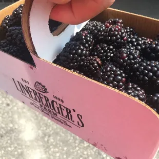 Big Ol Blackberries!
