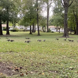 Small field within the park currently occupied by geese