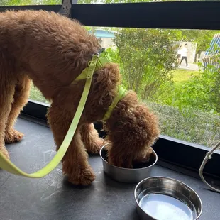 Gave murphy a bowl for his food