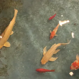 Koi Fish