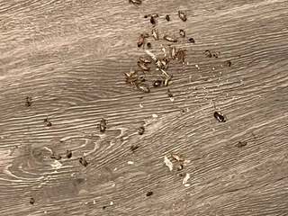 The Restoration on Candlewood