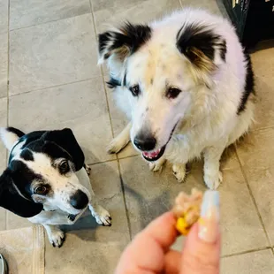Dogs about to eat cheese burger