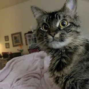 Abby Caldo De Res Cream