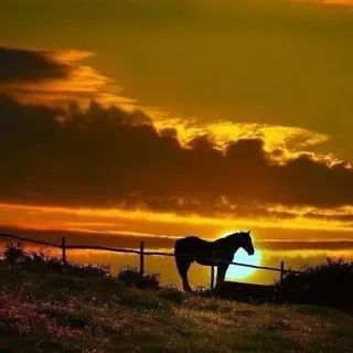 Debra K.