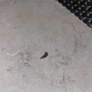 Worm