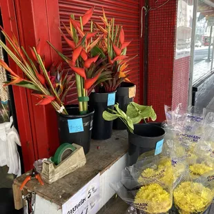 Cut flowers