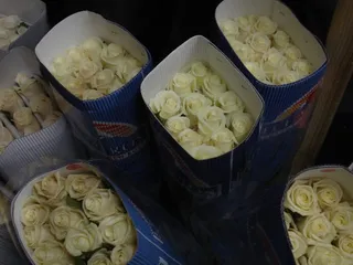 Bella Rosa