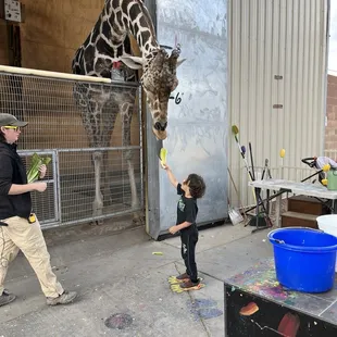 Feeding the giraffe, $10