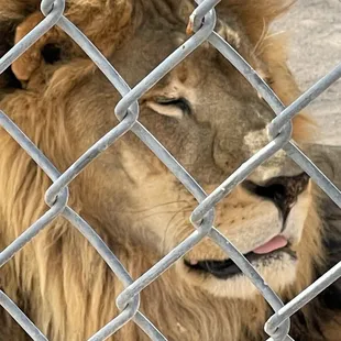 King of the Jungle...no argument here!