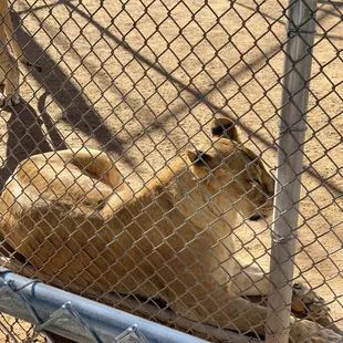 Lion she is beautiful