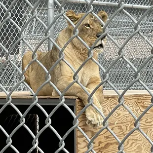 One of the beautiful lionesses