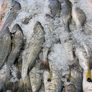 a display of fish on ice