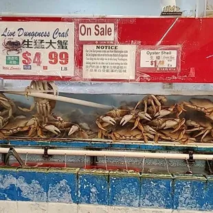 a display of crabs for sale