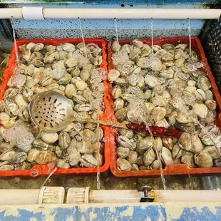 $11.10 For 1.7 lbs. Fresh Clams