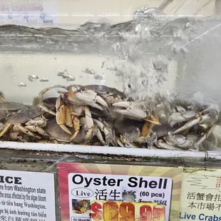 Live Dungeoness Crabs