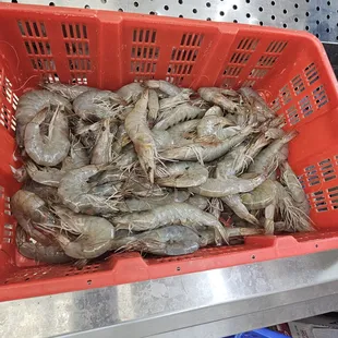 Thawed Shrimp