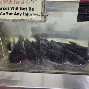 Live Catfish