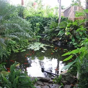 koi pond