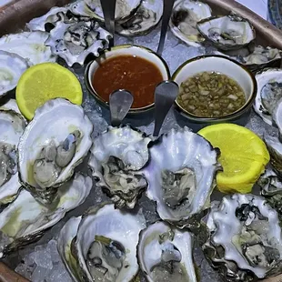 Oysters