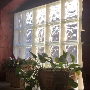 Plants in window