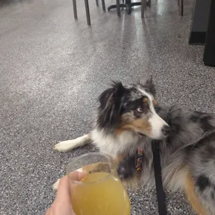 a dog holding a glass of beer
