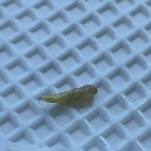 Maggots found in food- brought to management who was unphased??  Gross.