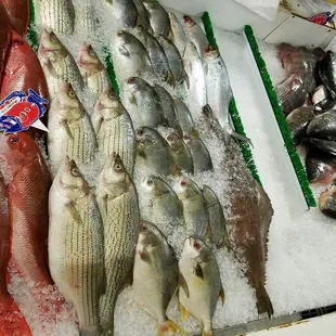 a variety of fish on ice