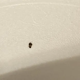 a tiny bug on a piece of paper