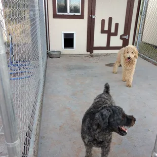 Otto and April having play time