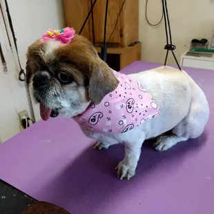 Sweet girl,was rescued by Jill with animal control