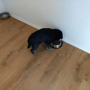 Holly enjoying her dinner