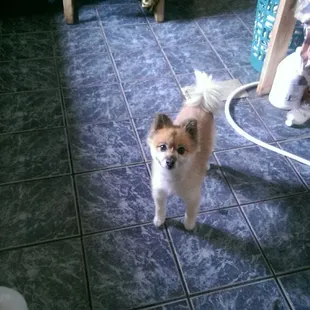 Wolfie,a fur babie that comes for his hair do!