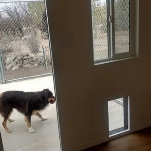Looking out from the inside of 8x8 kennels.