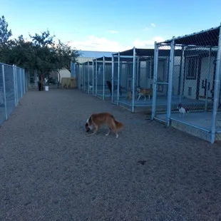 Large running yard attached to our set of six kennels