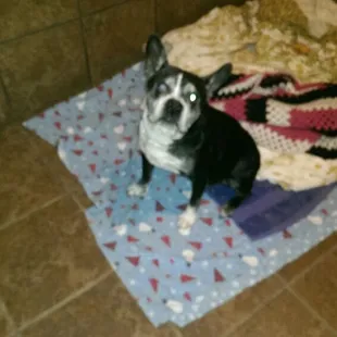 Yoda,a guest at kennel.