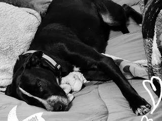 Keri's Kritter Kare & More