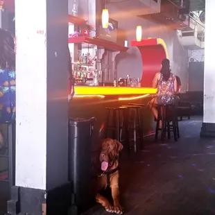 A 200 lb dog walks into a bar... and its fine!  :)