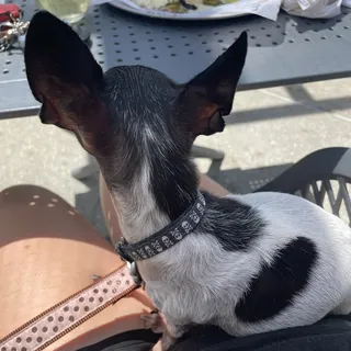 Pizza of The Month - Firecracker Shrimp