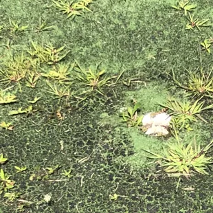 3rd hole green-fortunately a straight line back to parking lot from here