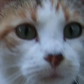 Janet J.